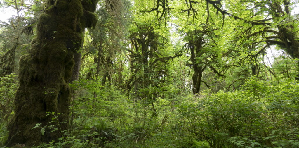 Deep Forests